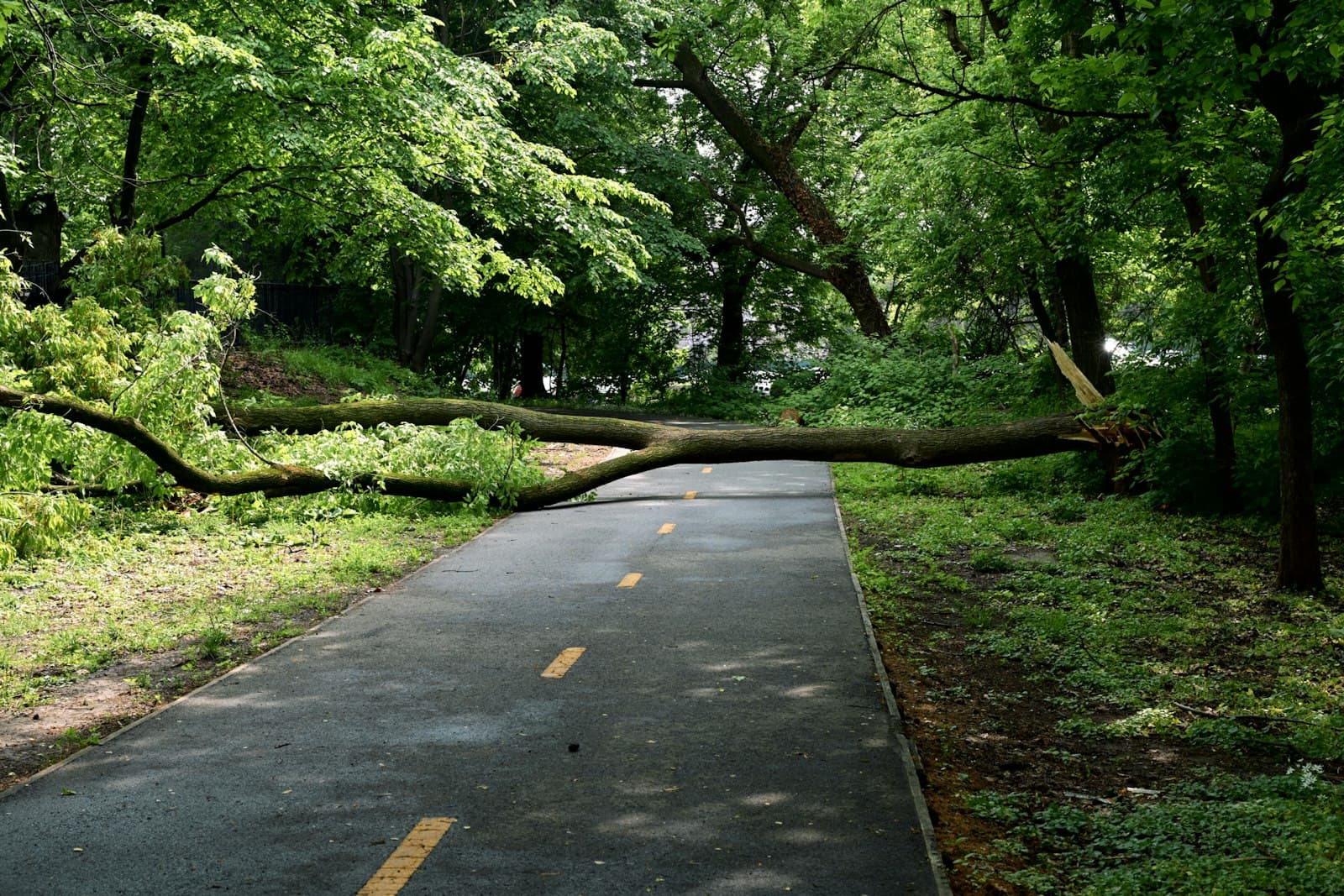 Umgestürzter Baum blockiert einen Waldweg